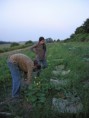 /album/galerie-photos/harvesting-at-dusk-jpg/